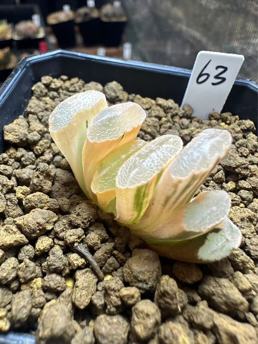 63 ハオルチア 多肉植物 マンモス玉扇錦糊斑 自家繁殖 抜き苗 63 ハオルチア 多肉植物 マンモス玉扇錦糊斑 自家繁殖 抜き苗