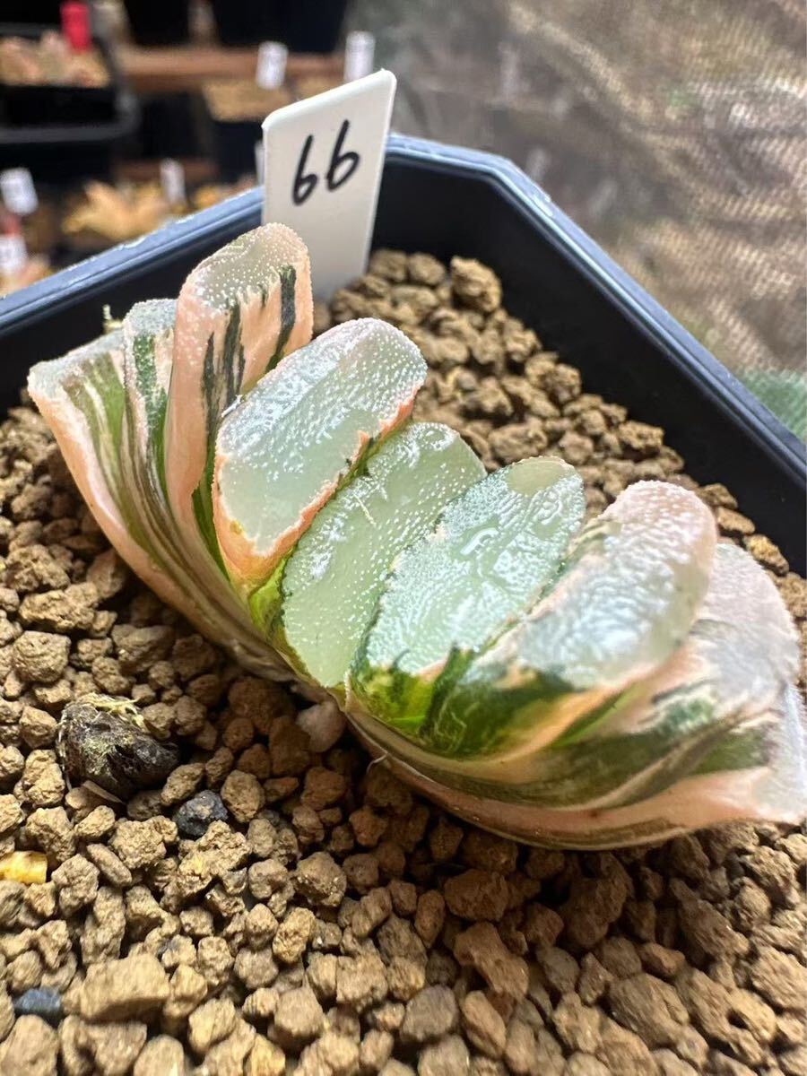 66 ハオルチア 多肉植物 大M玉扇錦 自家繁殖 抜き苗発送 66 ハオルチア 多肉植物 大M玉扇錦 自家繁殖 抜き苗発送