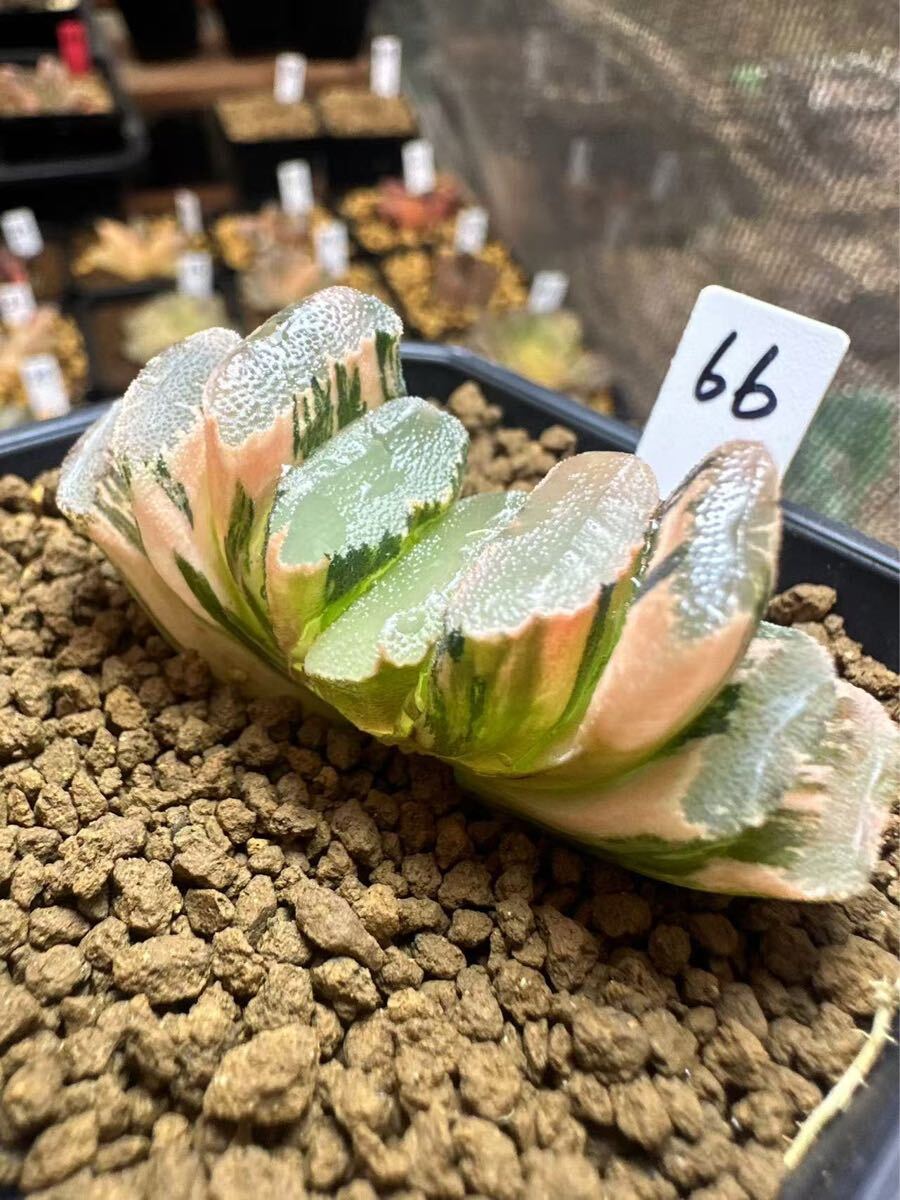 66 ハオルチア 多肉植物 大M玉扇錦 自家繁殖 抜き苗発送 66 ハオルチア 多肉植物 大M玉扇錦 自家繁殖 抜き苗発送