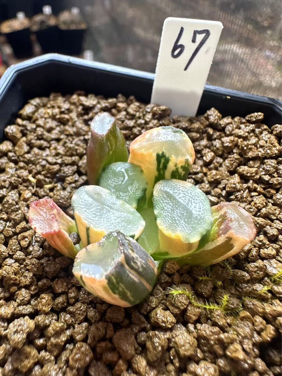 67 ハオルチア 多肉植物 レンズ万象錦 自家繁殖 抜き苗発送 67 ハオルチア 多肉植物 レンズ万象錦 自家繁殖 抜き苗発送