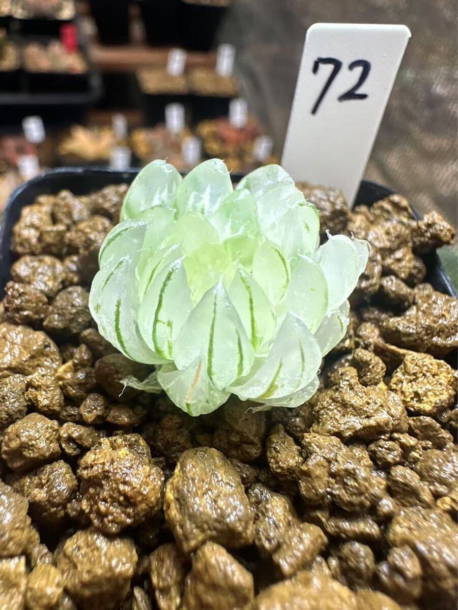 72 ハオルチア 多肉植物 月の恋人錦 自家繁殖 抜き苗発送 72 ハオルチア 多肉植物 月の恋人錦 自家繁殖 抜き苗発送