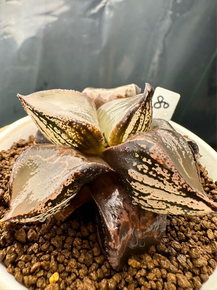 80 ハオルチア 多肉植物 氷麒麟寿親木 自家繁殖 抜き苗発送 80 ハオルチア 多肉植物 氷麒麟寿親木 自家繁殖 抜き苗発送