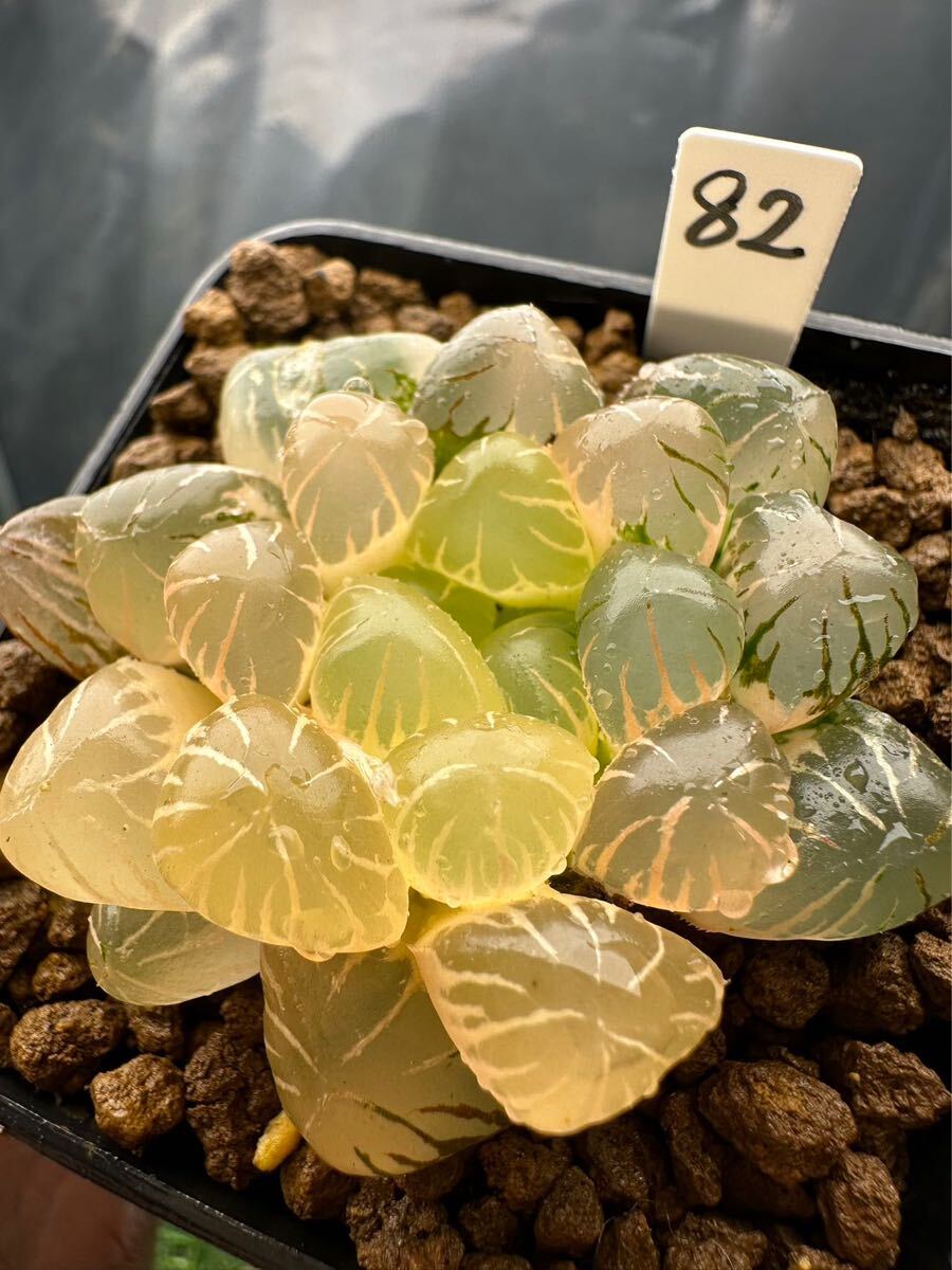 82 ハオルチア 多肉植物 OB-1錦 自家繁殖 抜き苗発送(サボテン 82 ハオルチア 多肉植物 OB-1錦 自家繁殖 抜き苗発送(サボテン