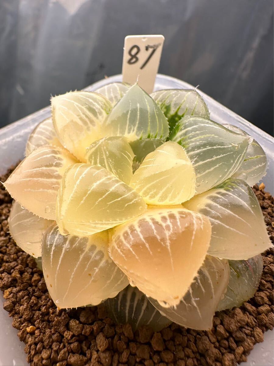 87 ハオルチア 多肉植物 糯オブツーサ錦糊斑 自家繁殖 抜き苗 87 ハオルチア 多肉植物 糯オブツーサ錦糊斑 自家繁殖 抜き苗