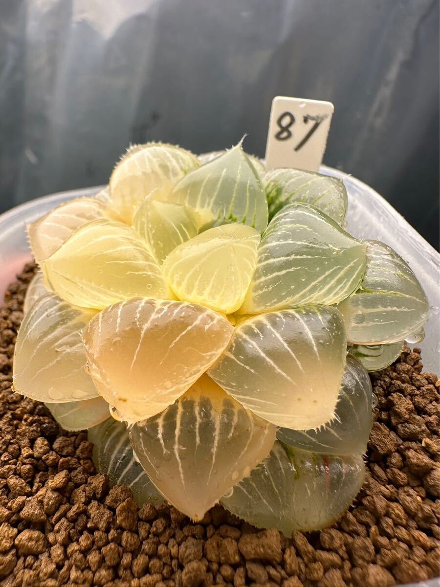 87 ハオルチア 多肉植物 糯オブツーサ錦糊斑 自家繁殖 抜き苗 87 ハオルチア 多肉植物 糯オブツーサ錦糊斑 自家繁殖 抜き苗