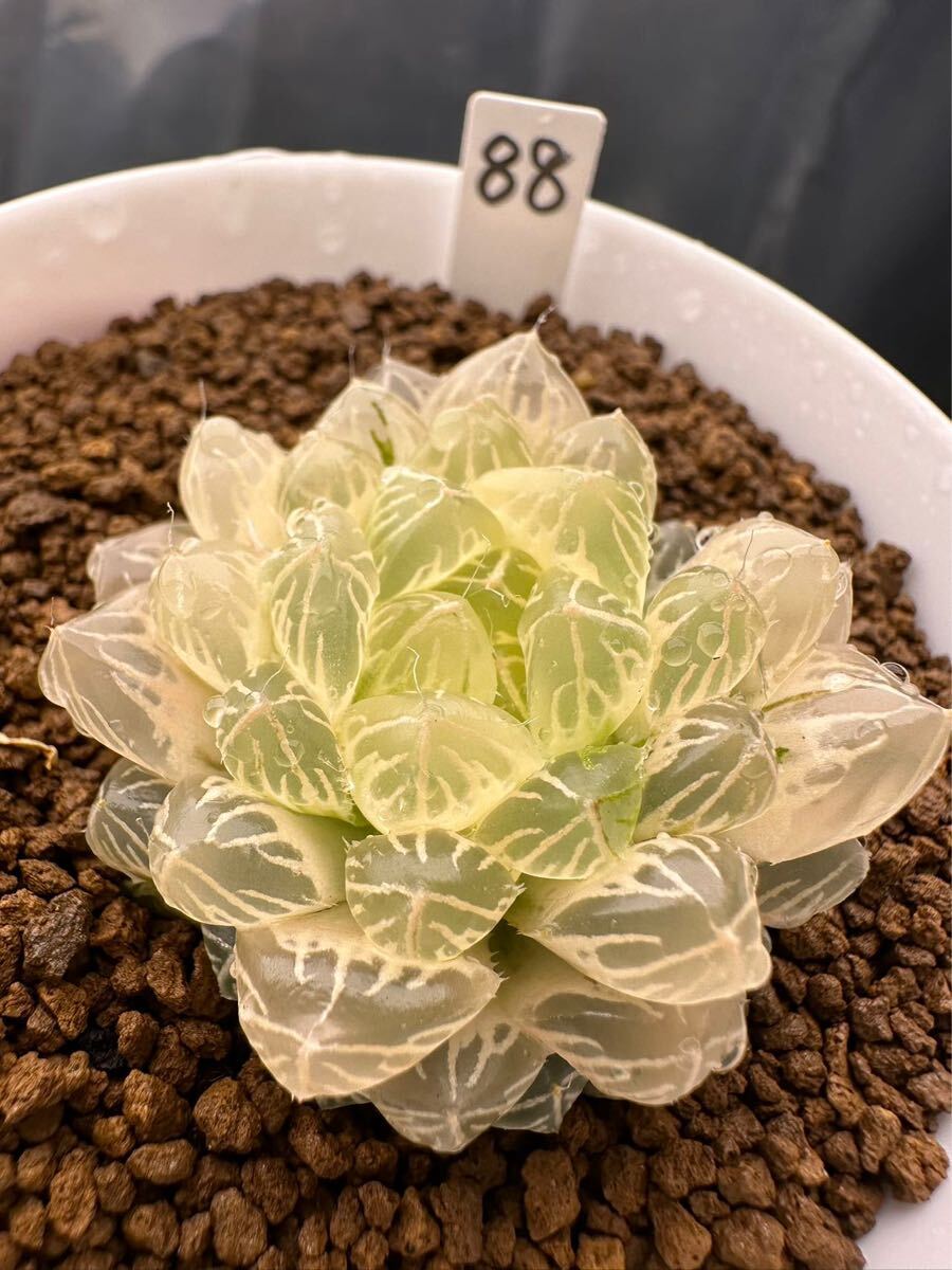 88 ハオルチア 多肉植物 トンボオブツーサ錦 自家繁殖 抜き苗 88 ハオルチア 多肉植物 トンボオブツーサ錦 自家繁殖 抜き苗