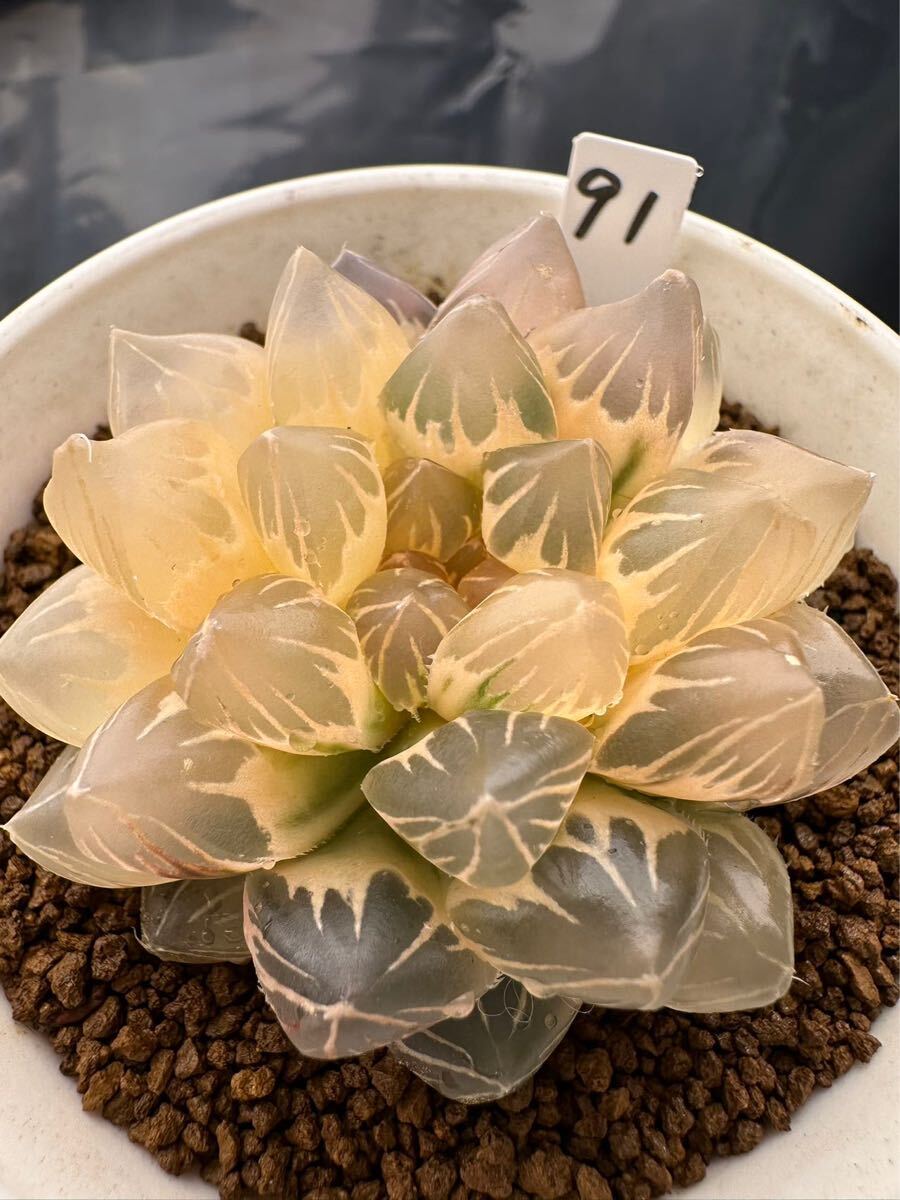 91 ハオルチア 多肉植物 OMX水晶オブツーサ錦親木糊斑 自家繁殖 91 ハオルチア 多肉植物 OMX水晶オブツーサ錦親木糊斑 自家繁殖