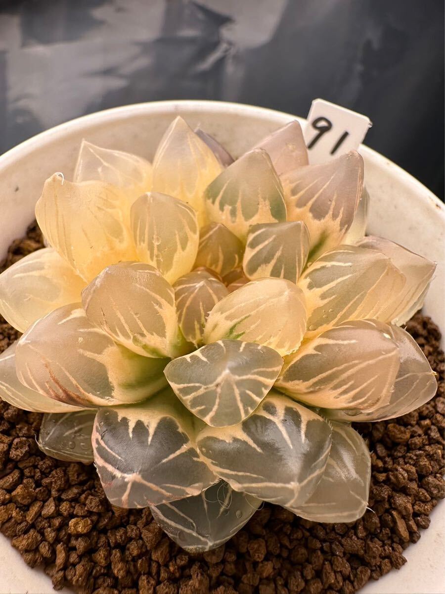 91 ハオルチア 多肉植物 OMX水晶オブツーサ錦親木糊斑 自家繁殖 91 ハオルチア 多肉植物 OMX水晶オブツーサ錦親木糊斑 自家繁殖