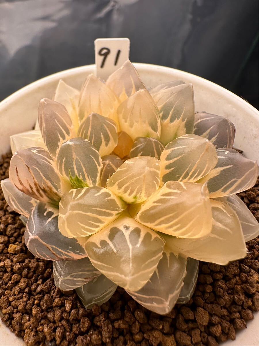 91 ハオルチア 多肉植物 OMX水晶オブツーサ錦親木糊斑 自家繁殖 91 ハオルチア 多肉植物 OMX水晶オブツーサ錦親木糊斑 自家繁殖