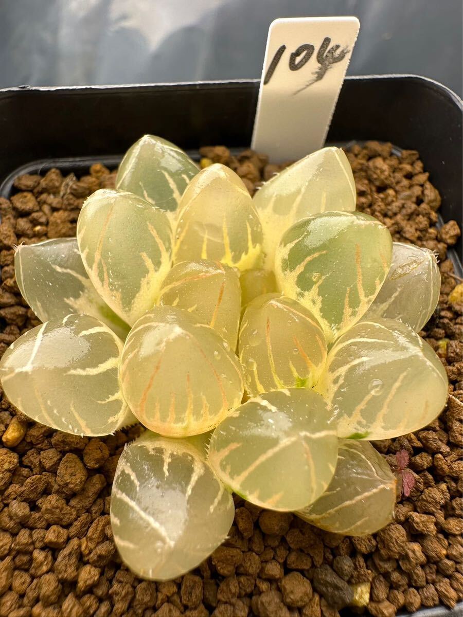 104 ハオルチア 多肉植物 天王オブツーサ錦糊斑 自家繁殖 抜き苗 104 ハオルチア 多肉植物 天王オブツーサ錦糊斑 自家繁殖 抜き苗