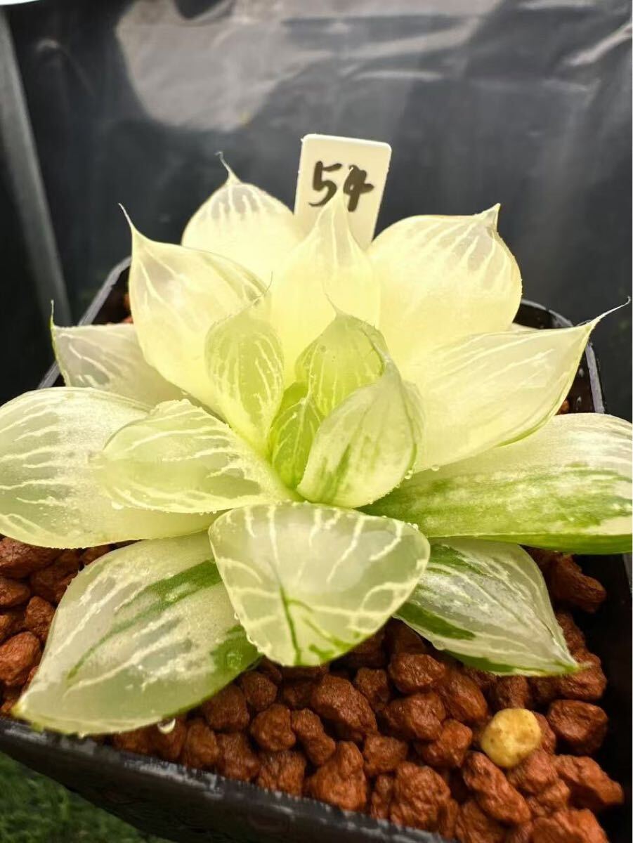 54 ハオルチア 多肉植物 白琉璃珠オブツーサ錦 自家繁殖 抜き苗 54 ハオルチア 多肉植物 白琉璃珠オブツーサ錦 自家繁殖 抜き苗