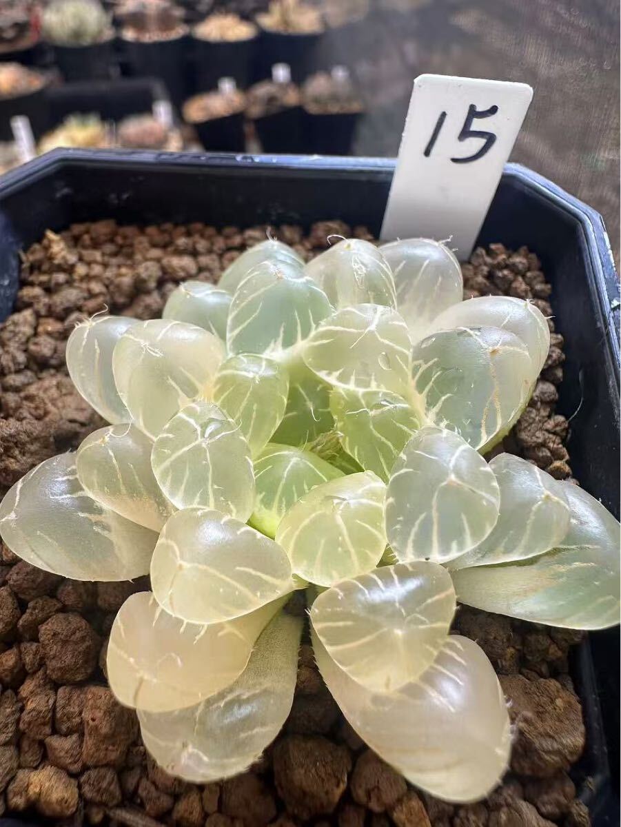 15 ハオルチア 多肉植物 秋月オブツーサ錦糊斑 自家繁殖 抜き苗 15 ハオルチア 多肉植物 秋月オブツーサ錦糊斑 自家繁殖 抜き苗