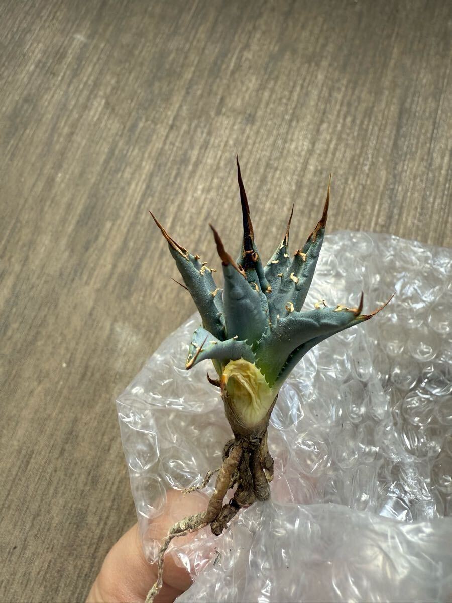 ユタエンシス実生 子株 発根済み アガベ(エボリスピナ ユタエンシス実生 子株 発根済み アガベ(エボリスピナ