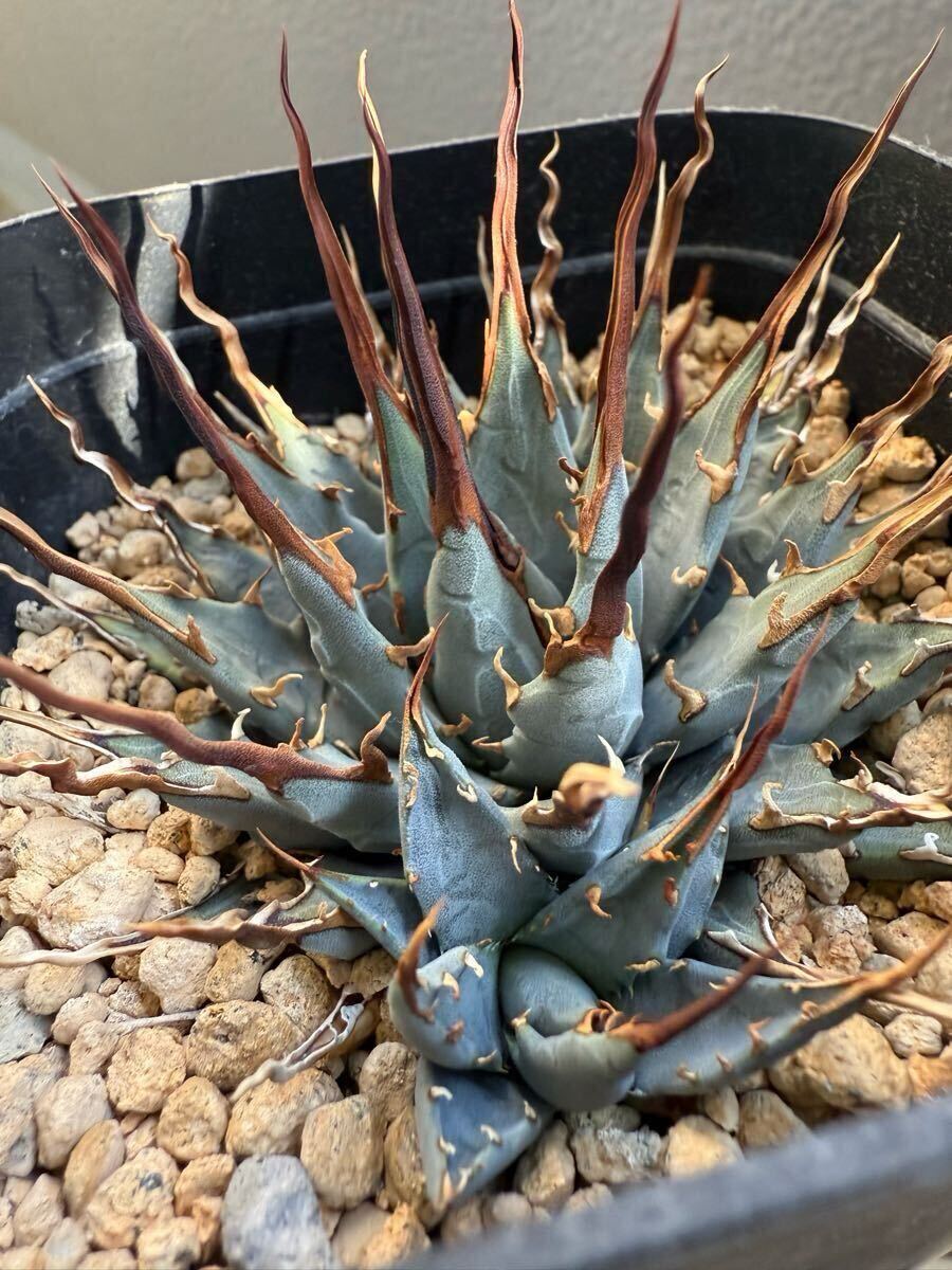 ユタエンシス実生 子株 発根済み アガベ(エボリスピナ ユタエンシス実生 子株 発根済み アガベ(エボリスピナ