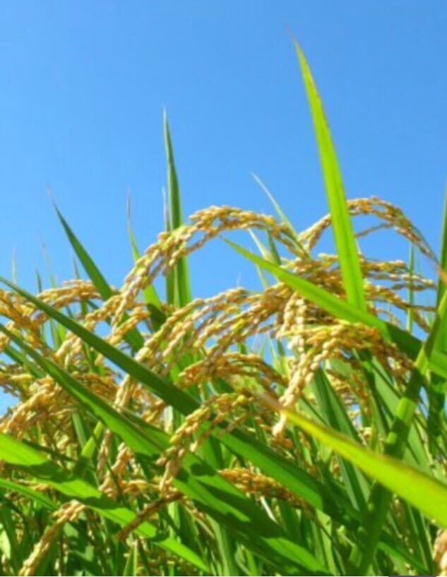 【お得】【送料安い】農家直送令和６年度 長野県産コシヒカリ 白米 １０kg