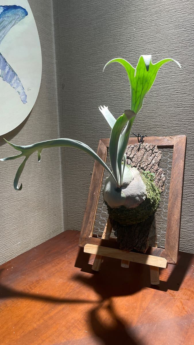 ビカクシダ アーバンリバー AR ベイチー(ビカクシダ、コウモリ ビカクシダ アーバンリバー AR ベイチー(ビカクシダ、コウモリ