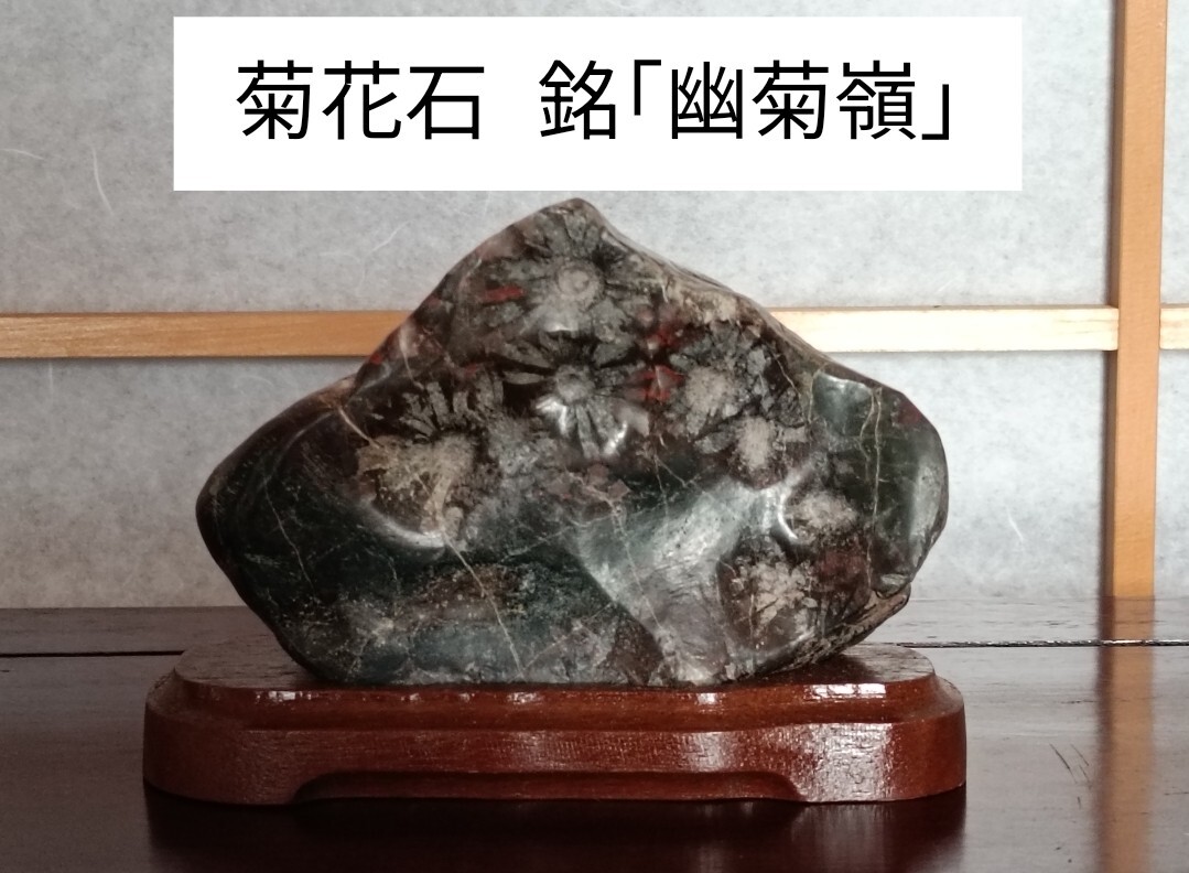 銘【幽菊嶺】〜菊花石☆根尾谷☆朱花☆青梨地母岩☆〜鑑賞石 銘【幽菊嶺】〜菊花石☆根尾谷☆朱花☆青梨地母岩☆〜鑑賞石