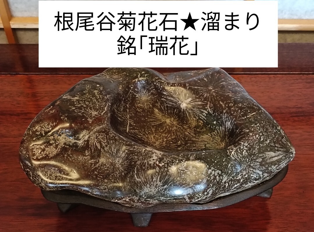 銘【瑞花】〜根尾谷菊花石☆溜まり☆赤母岩☆カラフル花☆芯有 銘【瑞花】〜根尾谷菊花石☆溜まり☆赤母岩☆カラフル花☆芯有