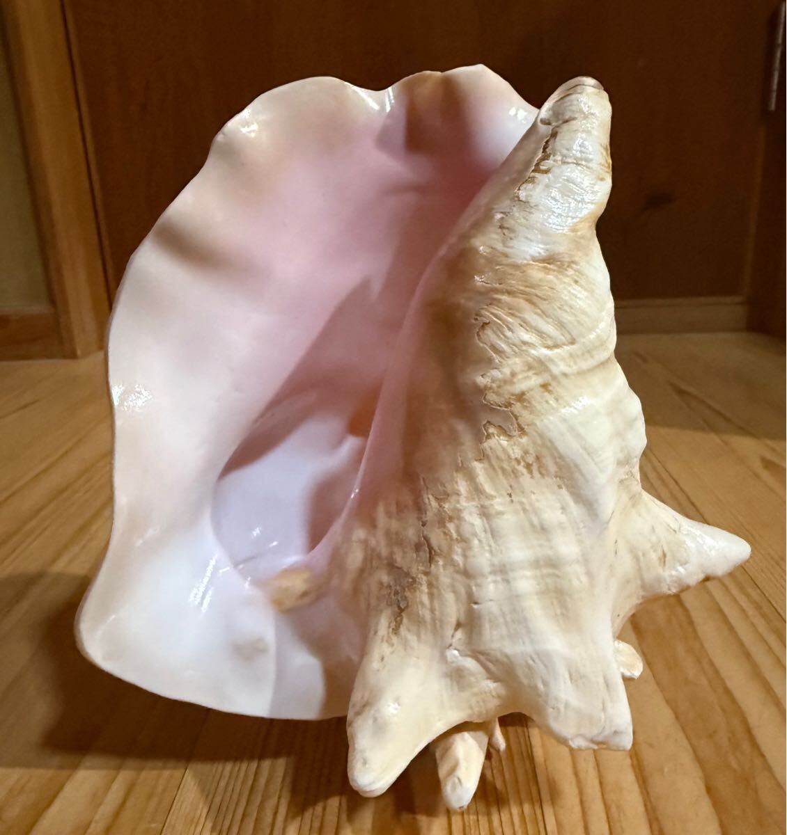 古代桃色法螺貝(ピンク貝)法螺貝 ほら貝 ホラガイ(和楽器 古代桃色法螺貝(ピンク貝)法螺貝 ほら貝 ホラガイ(和楽器