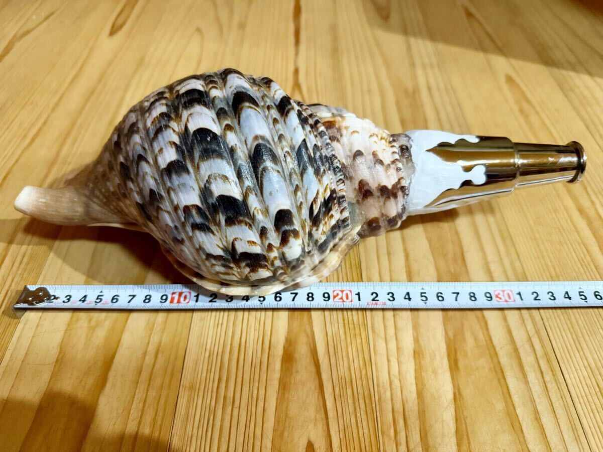 修験道法螺貝 山伏 密教 魔除け 熊よけホラガイ ほら貝(和楽器 修験道法螺貝 山伏 密教 魔除け 熊よけホラガイ ほら貝(和楽器