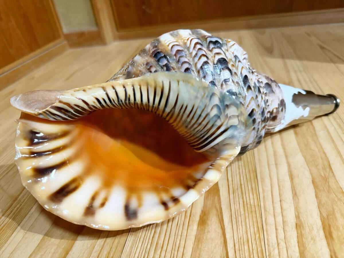 修験道法螺貝 山伏 密教 魔除け 熊よけホラガイ ほら貝(和楽器 修験道法螺貝 山伏 密教 魔除け 熊よけホラガイ ほら貝(和楽器