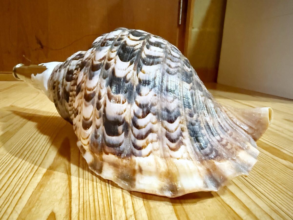 修験道法螺貝 山伏 密教 魔除け 熊よけホラガイ ほら貝(和楽器 修験道法螺貝 山伏 密教 魔除け 熊よけホラガイ ほら貝(和楽器