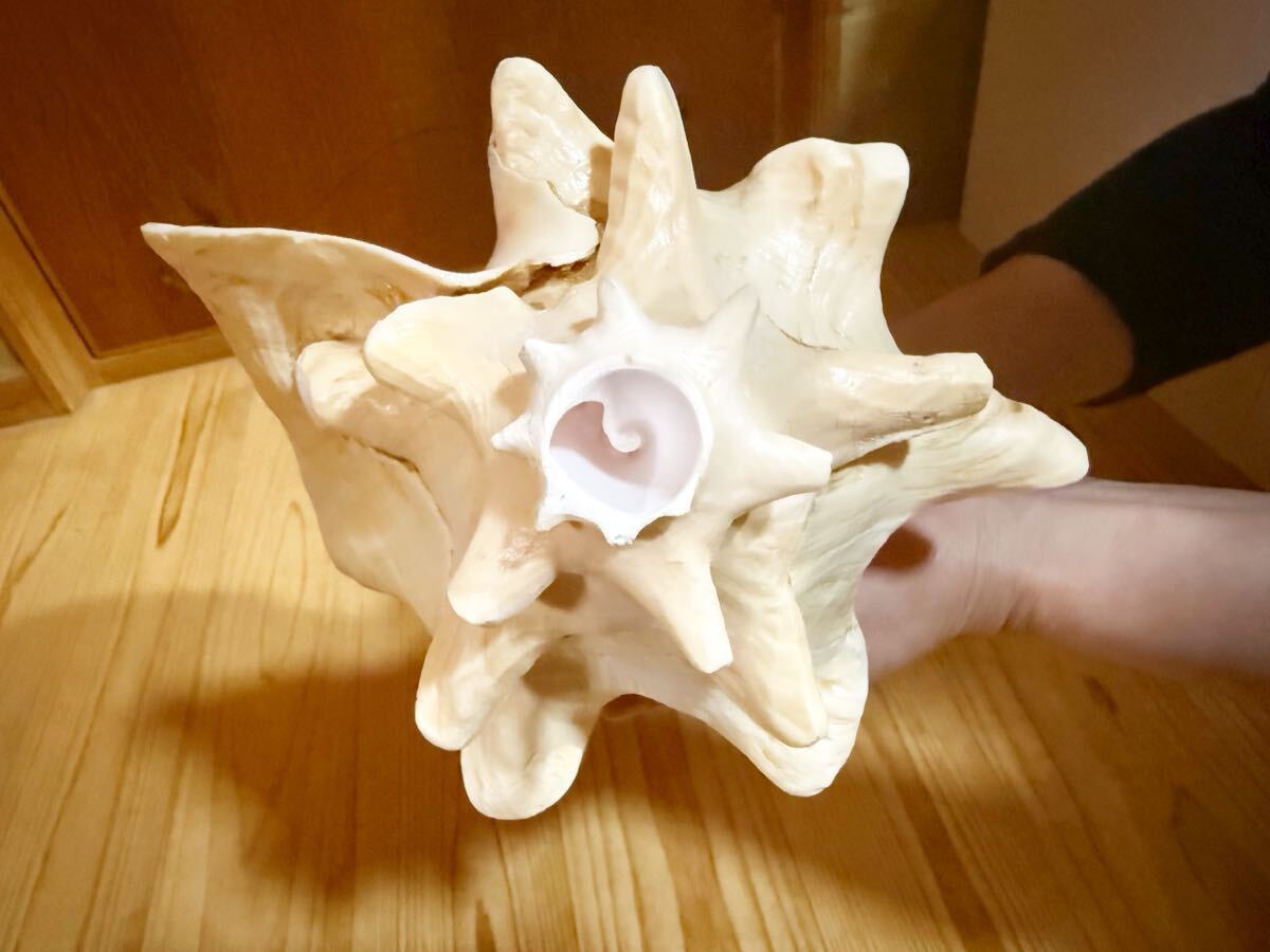 古代桃色法螺貝(ピンク貝)法螺貝 ほら貝 ホラガイ(和楽器 古代桃色法螺貝(ピンク貝)法螺貝 ほら貝 ホラガイ(和楽器
