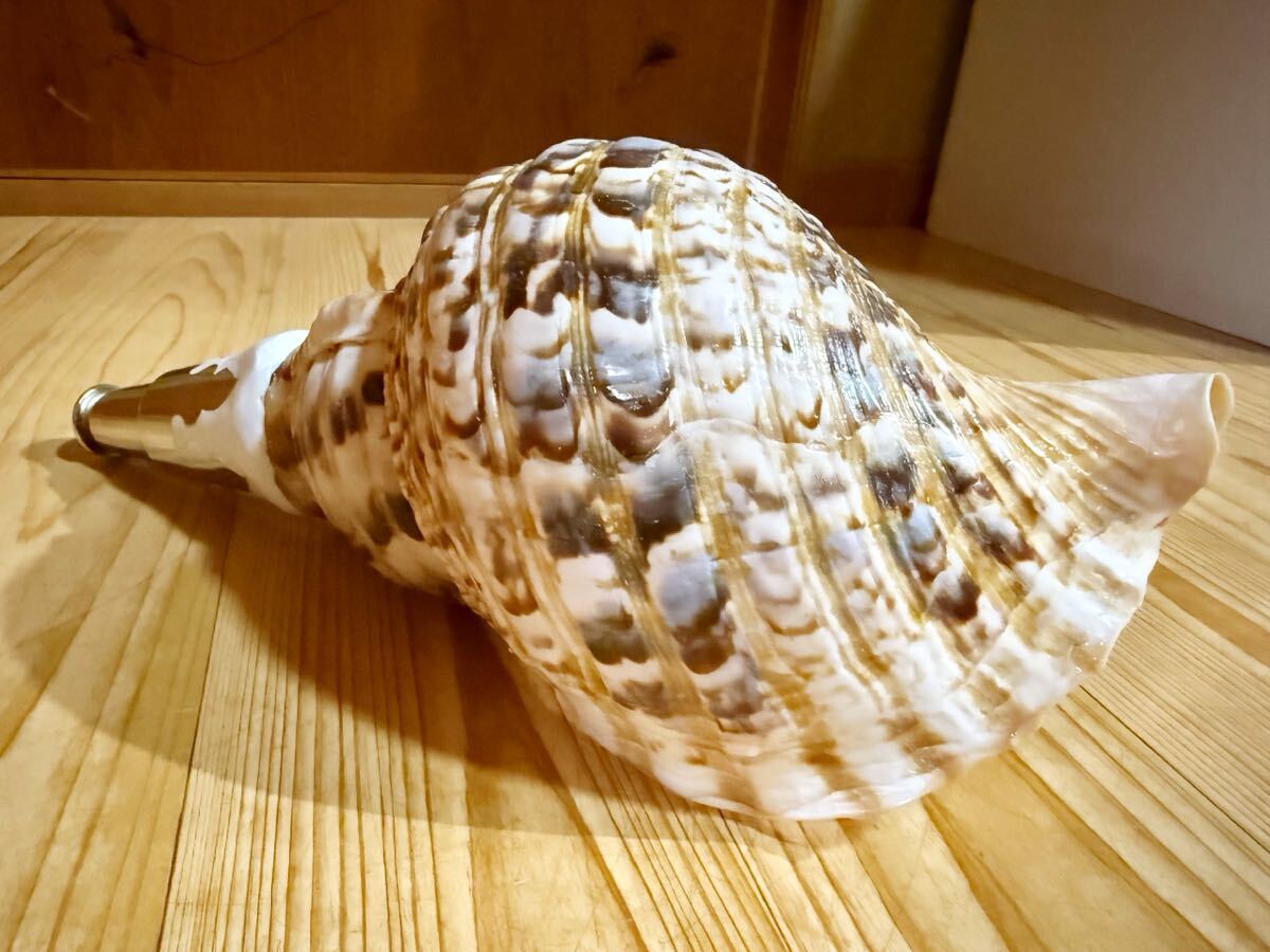 修験道法螺貝 山伏 密教 魔除け 熊よけほら貝 ホラガイ(和楽器 修験道法螺貝 山伏 密教 魔除け 熊よけほら貝 ホラガイ(和楽器
