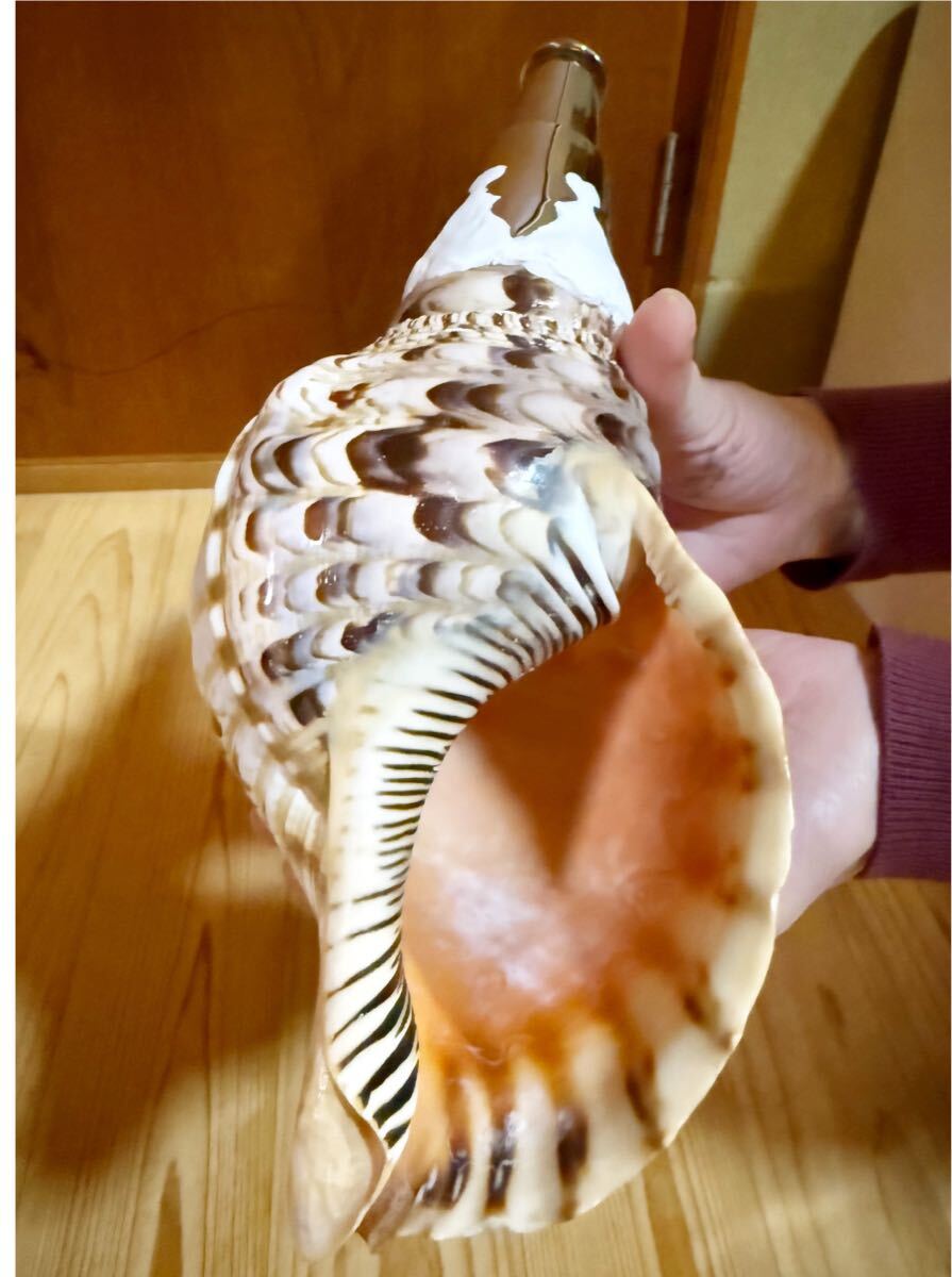 コンパクト修験道法螺貝 山伏 密教 魔除け 熊よけホラガイ コンパクト修験道法螺貝 山伏 密教 魔除け 熊よけホラガイ