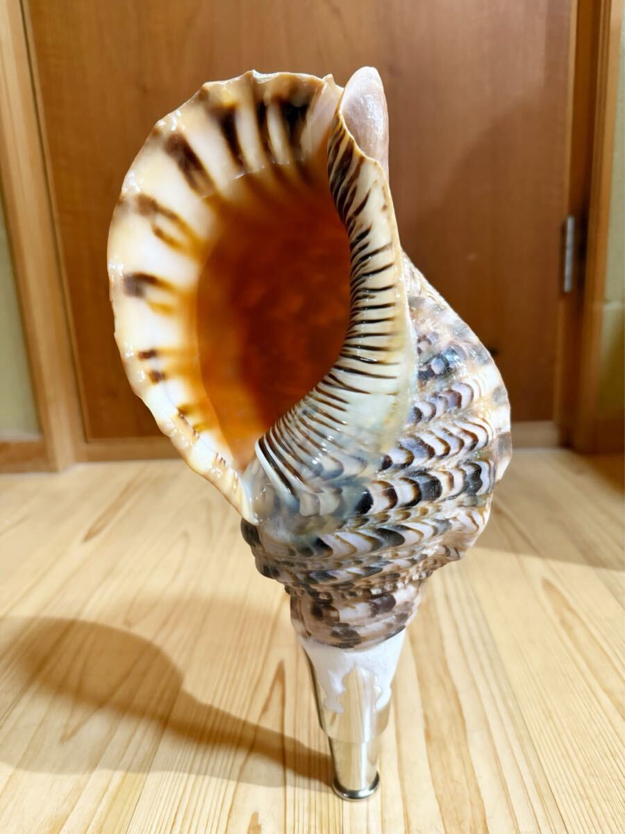 修験道法螺貝 山伏 密教 魔除け 熊よけホラガイ ほら貝(和楽器 修験道法螺貝 山伏 密教 魔除け 熊よけホラガイ ほら貝(和楽器