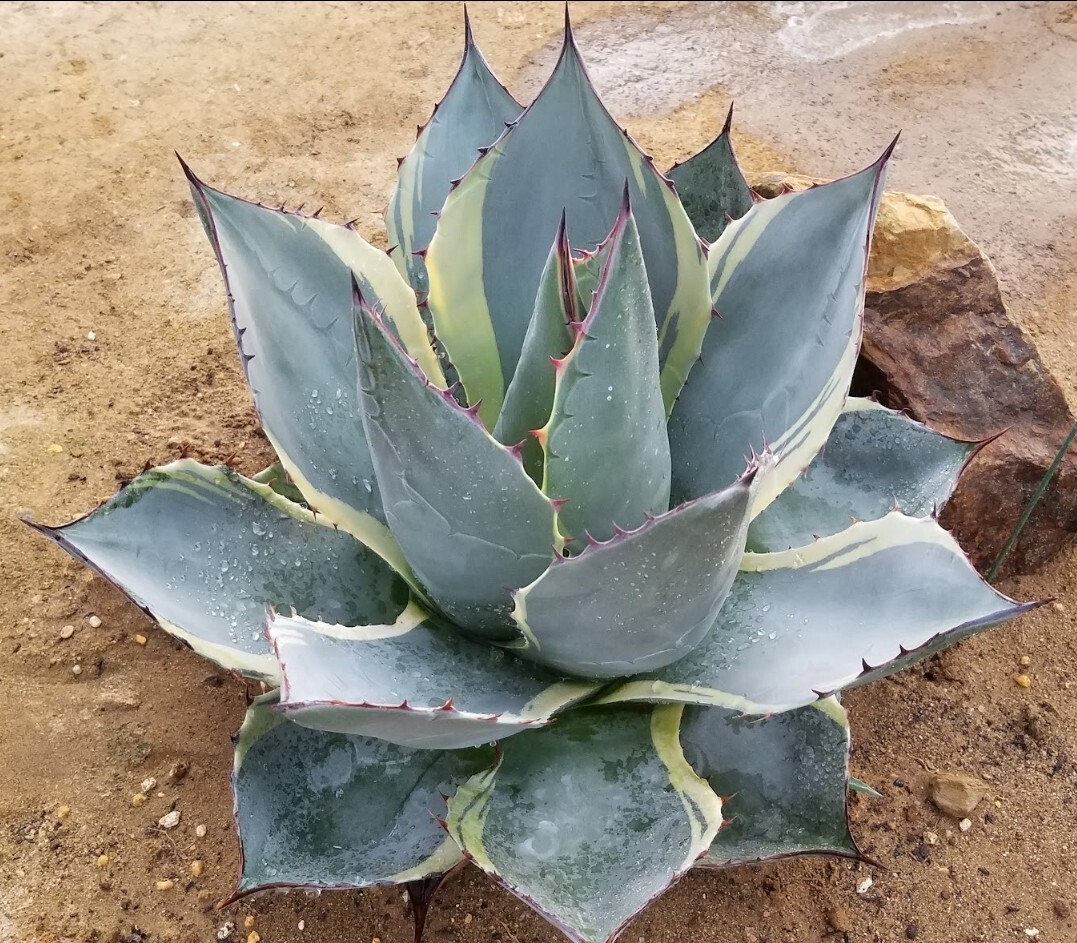 特選株】 アガベ オバティサナ シースター Agave Ovatisana Sea 特選株】 アガベ オバティサナ シースター Agave Ovatisana Sea