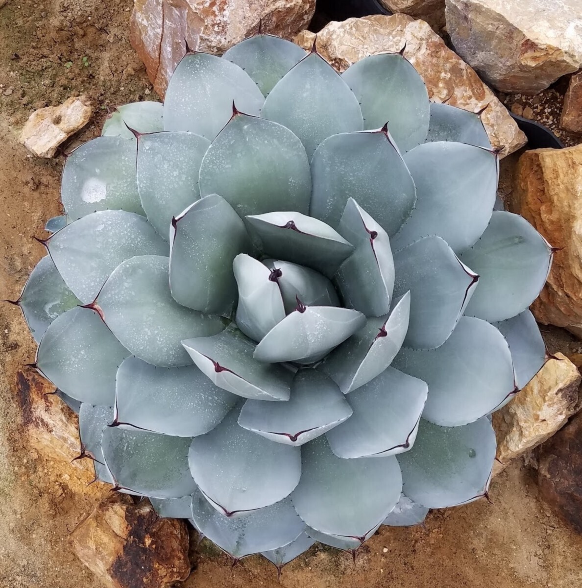 特別選株】アガベ パリー トランカータ Agave parryi var 特別選株】アガベ パリー トランカータ Agave parryi var