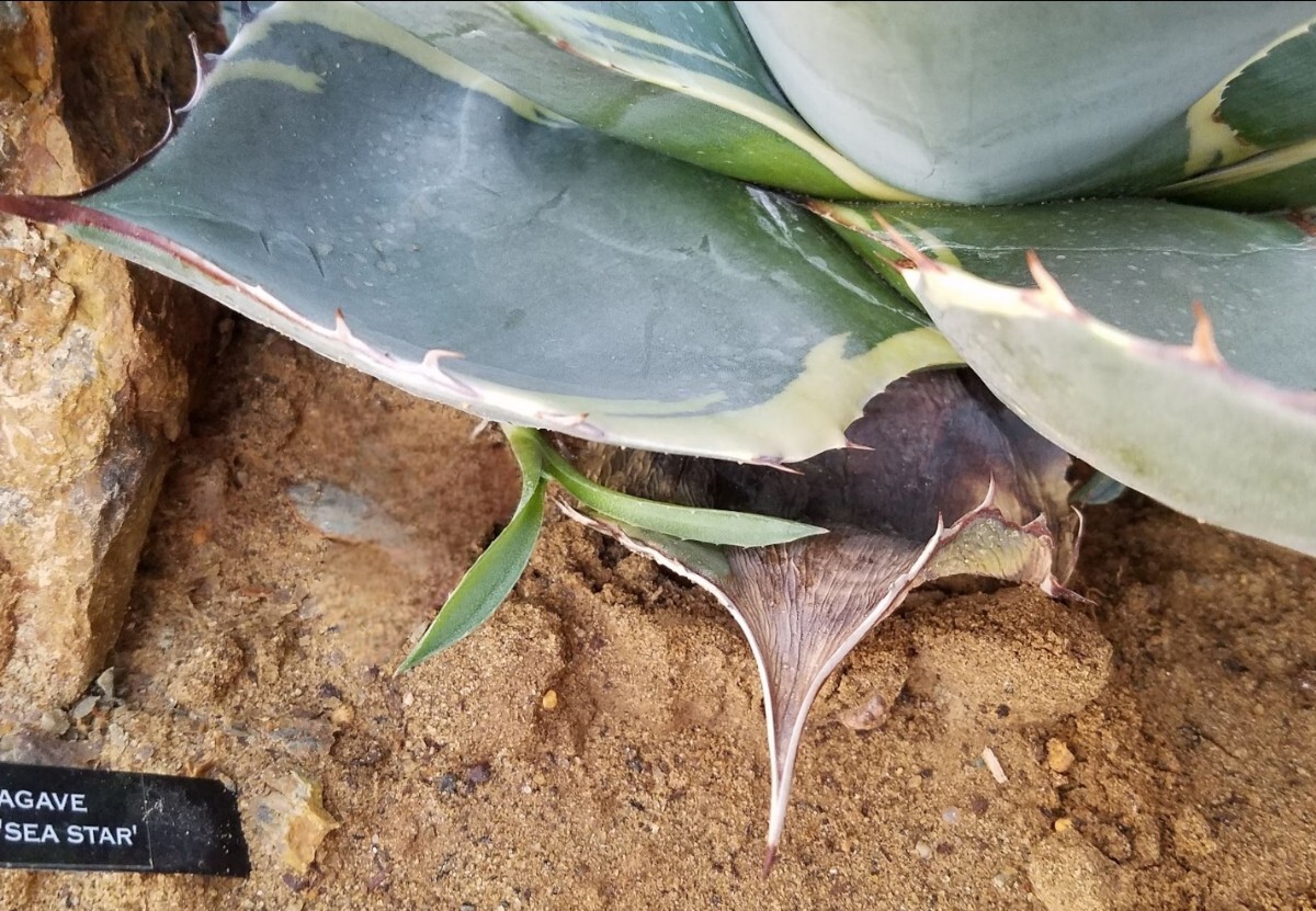 特選株】 アガベ オバティサナ シースター Agave Ovatisana Sea 特選株】 アガベ オバティサナ シースター Agave Ovatisana Sea