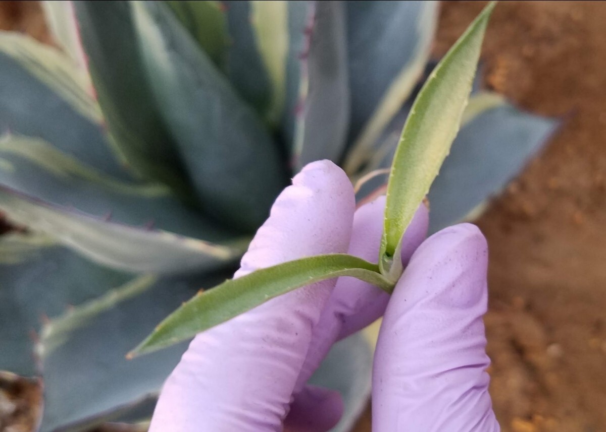 特選株】 アガベ オバティサナ シースター Agave Ovatisana Sea 特選株】 アガベ オバティサナ シースター Agave Ovatisana Sea