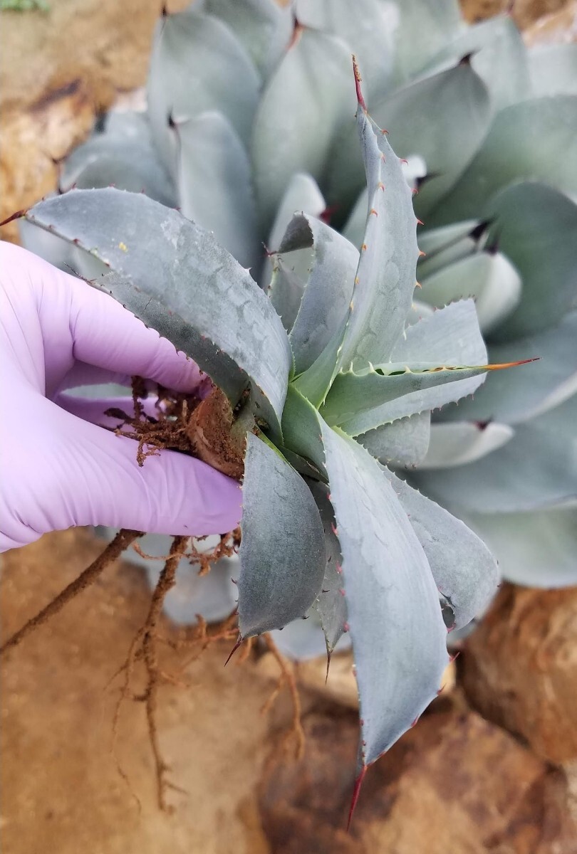 特別選株】アガベ パリー トランカータ Agave parryi var 特別選株】アガベ パリー トランカータ Agave parryi var
