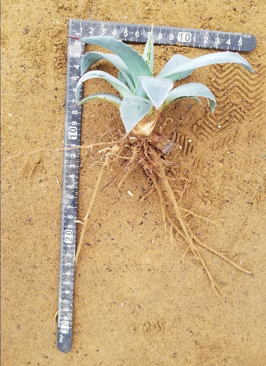 特別選株】アガベ パリー トランカータ Agave parryi var 特別選株】アガベ パリー トランカータ Agave parryi var