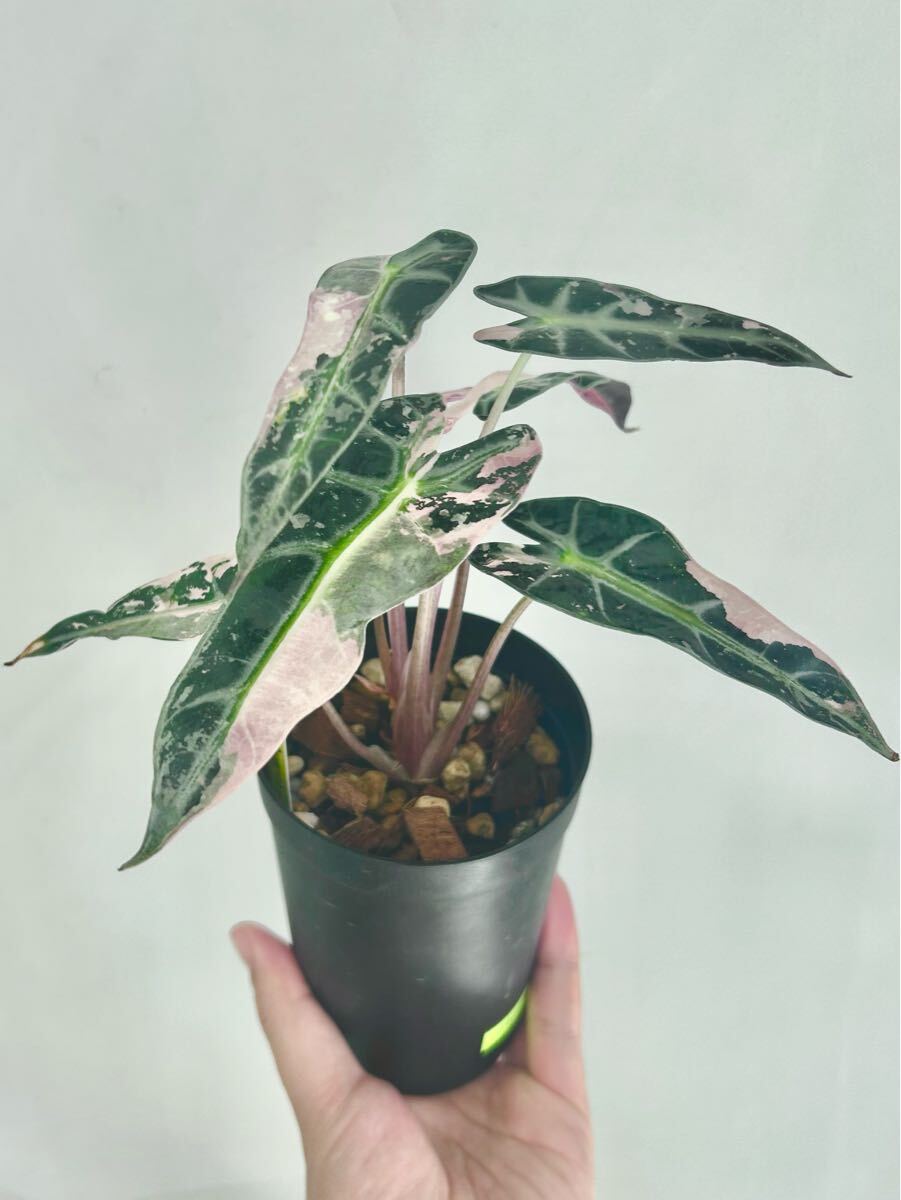 希少 アロカシア バンビーノ ピンク斑入り アロイド植物 希少 アロカシア バンビーノ ピンク斑入り アロイド植物