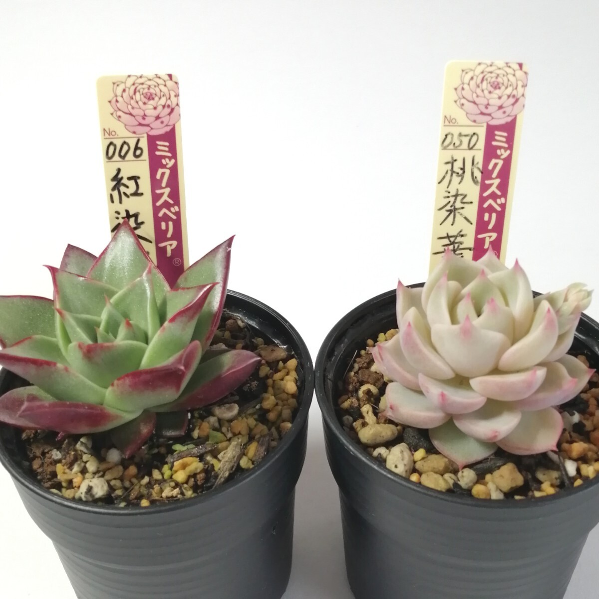 紅染華 桃染華 2苗セット ミックスベリア 多肉植物 おらいさん苗 紅染華 桃染華 2苗セット ミックスベリア 多肉植物 おらいさん苗