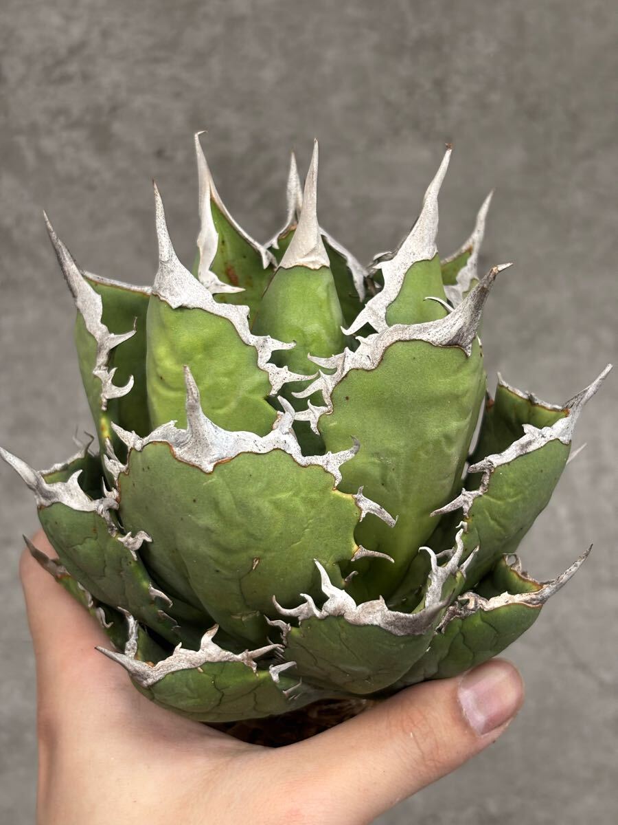 030-3【AGAVE TITANOTA 】 アガベ チタノタ 阿修羅 極上強棘株 030-3【AGAVE TITANOTA 】 アガベ チタノタ 阿修羅 極上強棘株