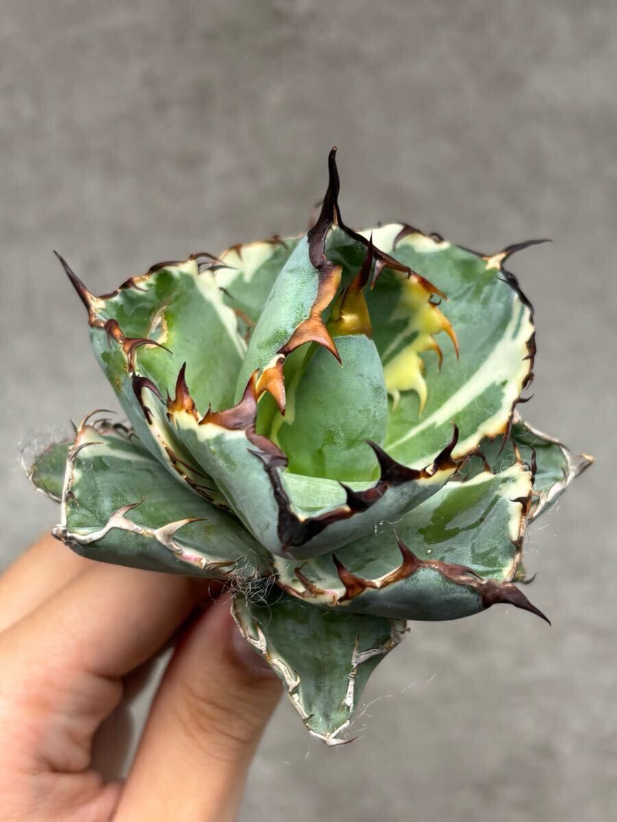 Y4-1【AGAVE TITANOTA 'Black&Blue 'ブラックアンドブルー 錦 Y4-1【AGAVE TITANOTA 'Black&Blue 'ブラックアンドブルー 錦