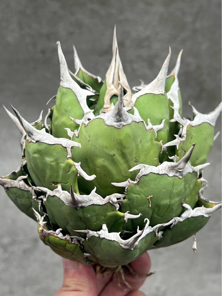 030-3【AGAVE TITANOTA 】 アガベ チタノタ 阿修羅 極上強棘株 030-3【AGAVE TITANOTA 】 アガベ チタノタ 阿修羅 極上強棘株