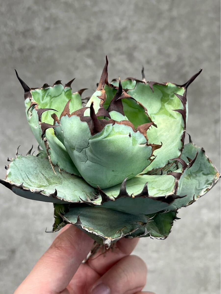 Y5-3【AGAVE TITANOTA 'Black&Blue 'ブラックアンドブルー Y5-3【AGAVE TITANOTA 'Black&Blue 'ブラックアンドブルー