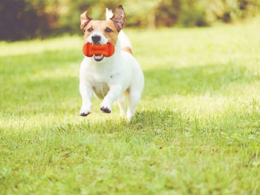 犬用　噛むおもちゃ　歯のクリーニング　歯莖のマッサージ　ペット　犬用玩具　おもちゃ　玩具　歯磨き　