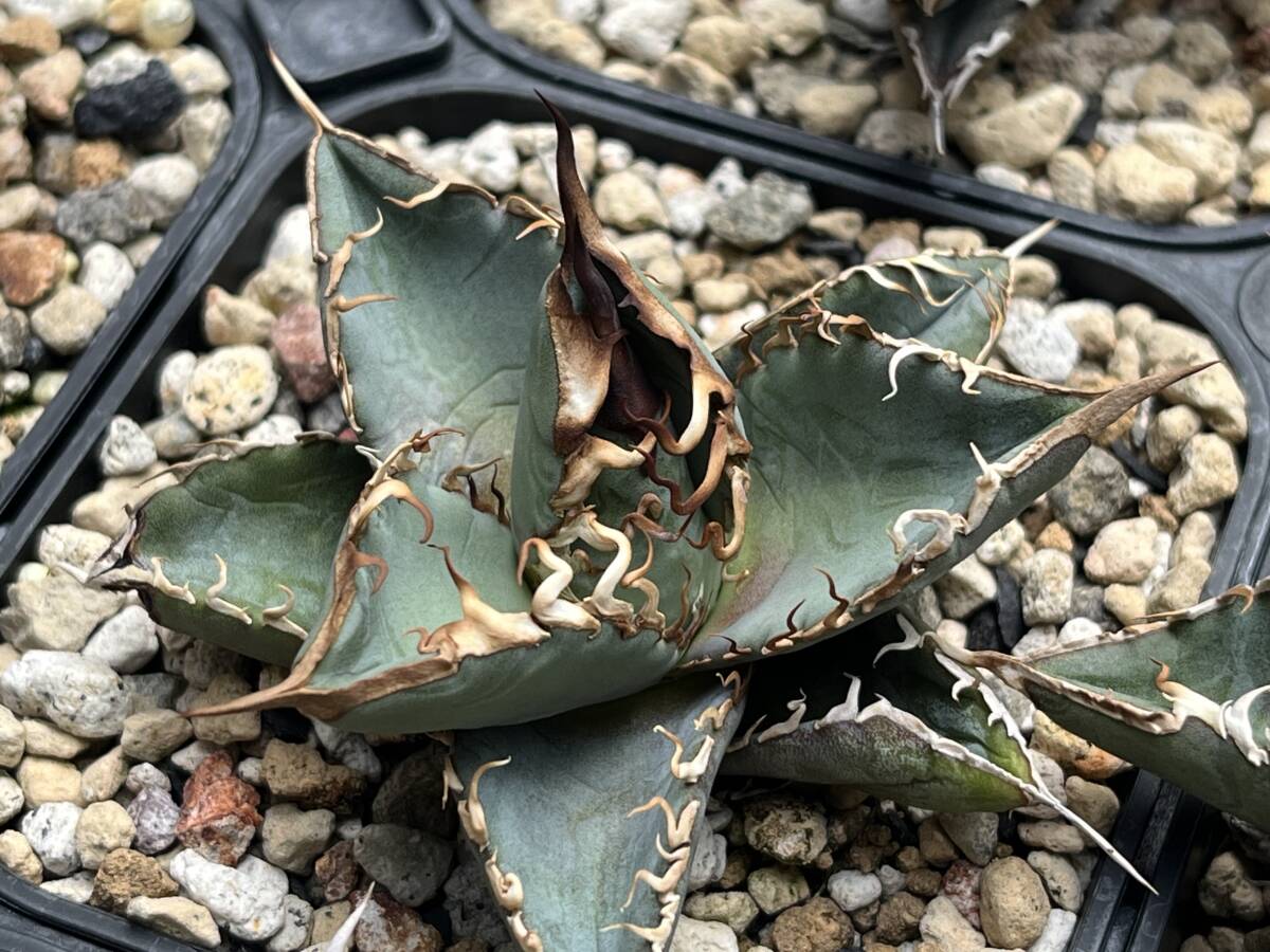 24株まとめて出品】agave titanota オテロイ実生 検)麻花龍 24株まとめて出品】agave titanota オテロイ実生 検)麻花龍