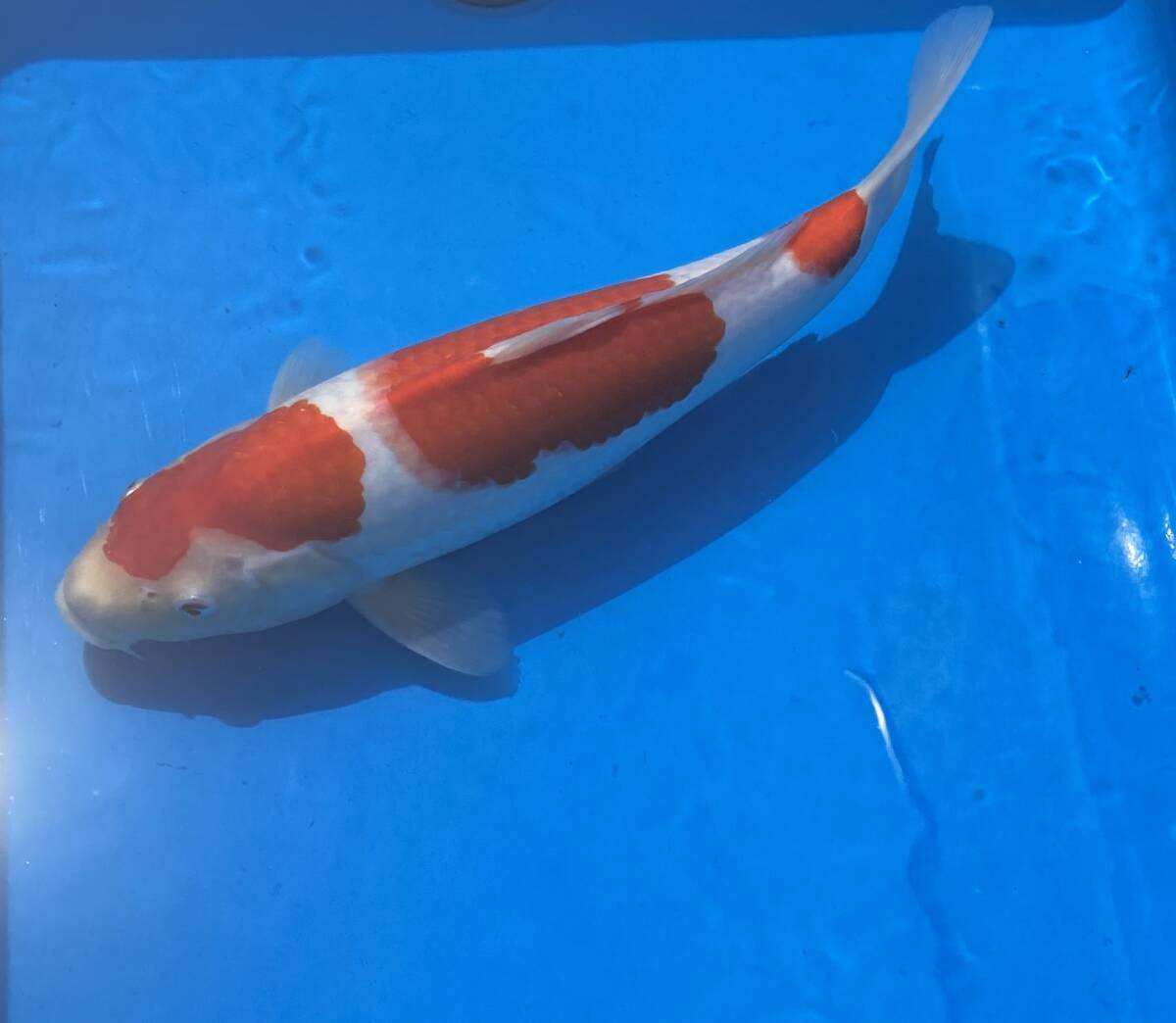 特選銘鯉 紅白 40センチ メス 松江錦鯉センター産(錦鯉)|売買 特選銘鯉 紅白 40センチ メス 松江錦鯉センター産(錦鯉)|売買