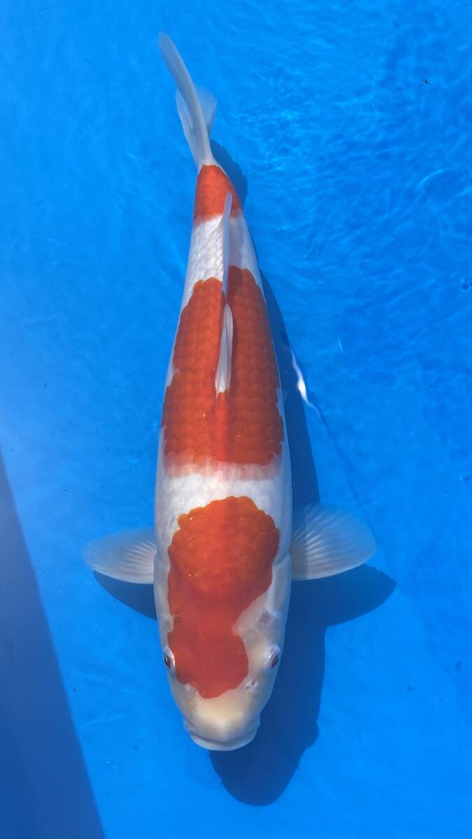 特選銘鯉 紅白 40センチ メス 松江錦鯉センター産(錦鯉)|売買 特選銘鯉 紅白 40センチ メス 松江錦鯉センター産(錦鯉)|売買