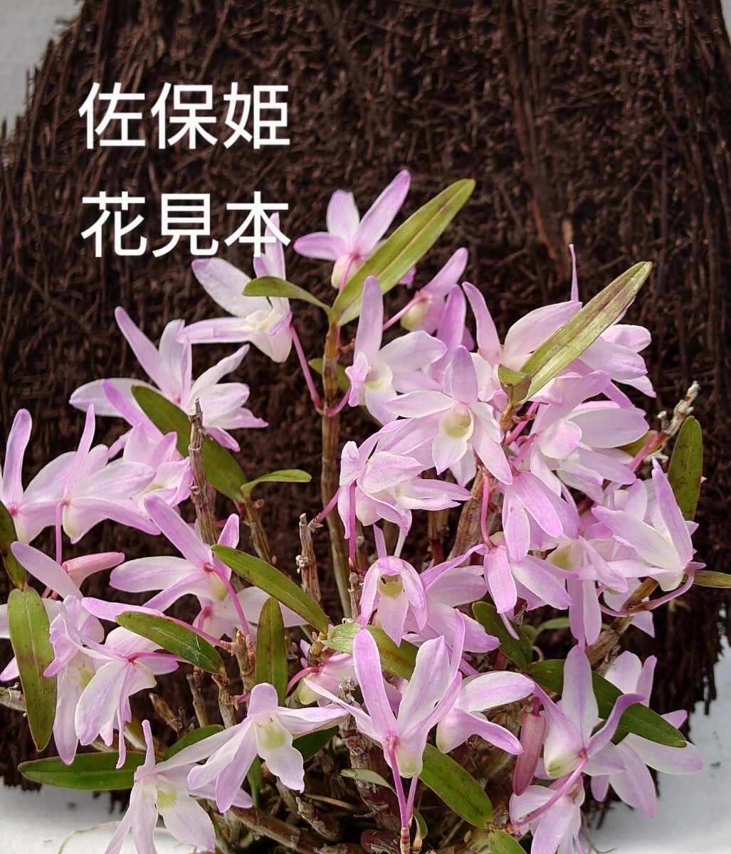 セッコク【佐保姫株立】間もなく開花!風蘭交配種 風蘭 富貴蘭 セッコク【佐保姫株立】間もなく開花!風蘭交配種 風蘭 富貴蘭