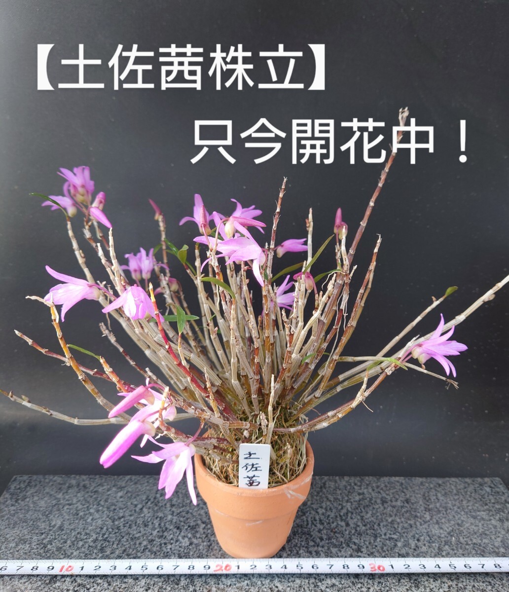 Yahoo!オークション - セッコク【土佐茜株立】只今開花中 風蘭 Yahoo!オークション - セッコク【土佐茜株立】只今開花中 風蘭