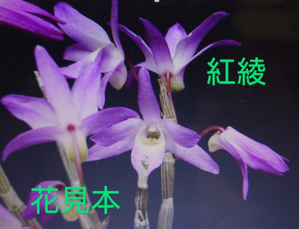 セッコク【紅稜株立】間もなく開花！風蘭交配種 風蘭 富貴蘭