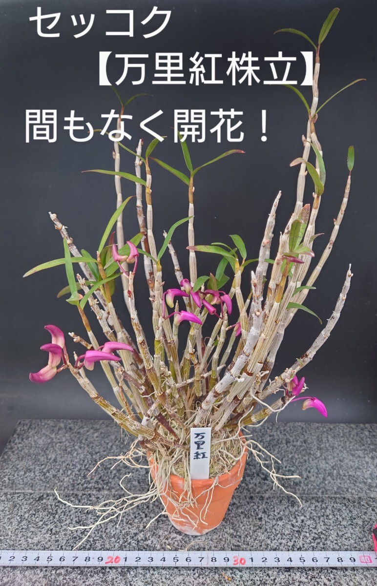 セッコク【万里紅株立】只今開花中!風蘭交配種 風蘭 富貴蘭 セッコク【万里紅株立】只今開花中!風蘭交配種 風蘭 富貴蘭